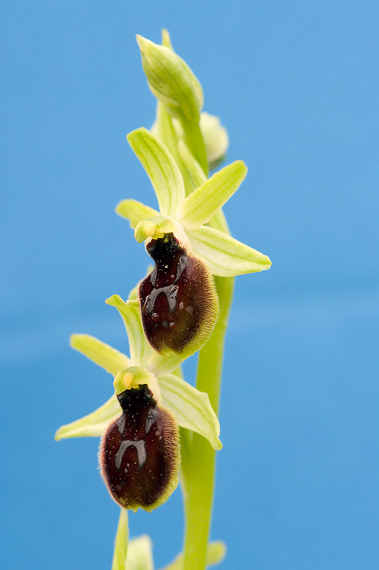 Orchidee di Taranto